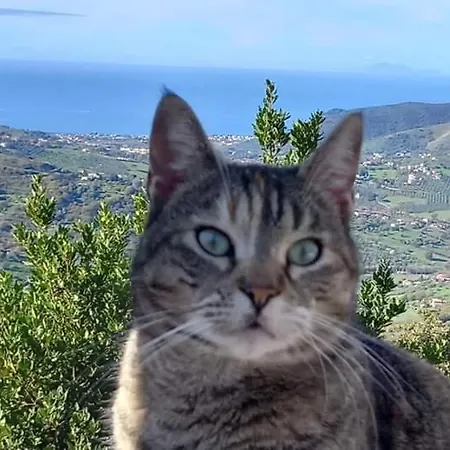 Casa Allorello Laureana Cilento