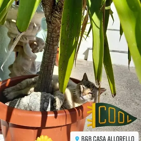 Casa Allorello 4* Laureana Cilento