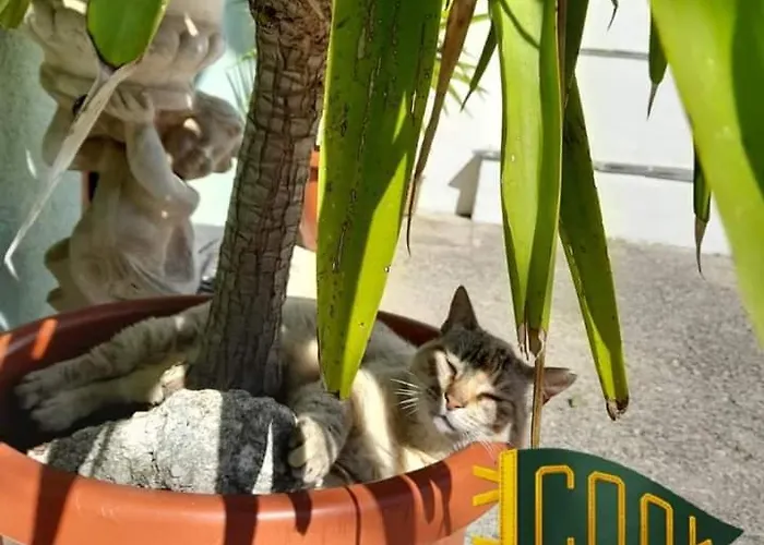 Casa Allorello 4* Laureana Cilento